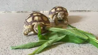 Twins Tortoise Eating Diet with These Secret Food Everyday