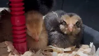Baby Chicks four Rhode Island Reds, one Americano, and one Black Star. joining our Barred Rock