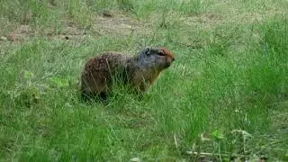 Columbian Ground Squirrel
