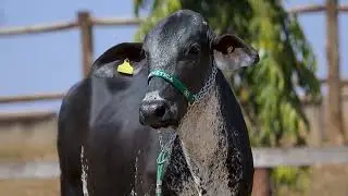 LOTE 34 RCAG JILIANE MAGNUM FIV 8632CB