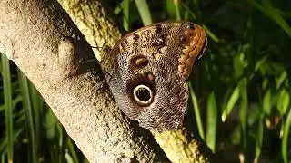 WINTER AT THE BUTTERFLY PAVILION - See beautiful tropical butterflies and hibiscus flowers blooming