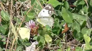 Courting Pair of Eastern Pale Clouded Yellow Butterflies Meets Small Cabbage White