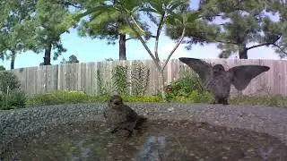 Bird Bath Visitors On 07.31.24 (Bluebirds + Blue Jay)