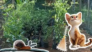 cleaning the garden after the rainy season 😵‍💫