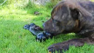 KONG Extreme Goodie Bone (Large) Staffordshire Bull Terrier