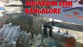 AQUARIUM FISH MARKET IN BANGALORE/Wholesale aquarium fish market in Bengaluru/zas travelling food🐠🐟🙏