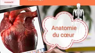 Anatomie du cœur humain