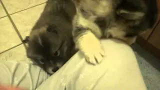 6 week old Pomsky pups!