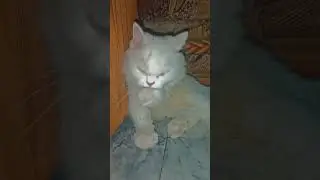 how my cat clean her face after eat 💕😻 #shorts #cat