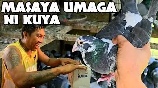 Ang POGI ng kalapati,, IKINARTON agad
