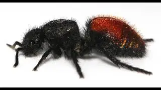 Sounds of a Velvet Ant