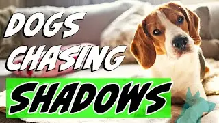 Why do dogs chase shadows & reflections?