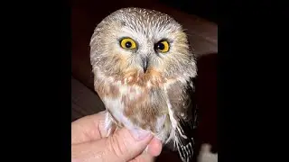 Saw whet Owls Presented by Ken Sobon for MCAS May 17 2021
