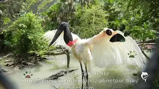 Tours By Locals Belize | $100.00 | Belize Tour Guide