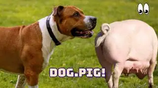 Can a Dog and a Pig Merge? The Result Is Stranger Than Fiction!