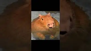 моя говорящяя капибара
