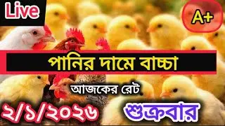 Today's Broiler and Golden Chicken Chick Rate | Chick Price Today Bangladesh | 02 January 2026