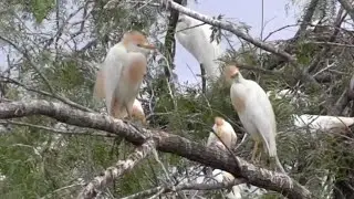 Prevent egret nesting in your neighborhood