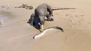 How The Komodo Dragon Detects a Carcass Of a Moray Eel
