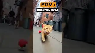 Runaway cat 2 #cat #cats #funnycat