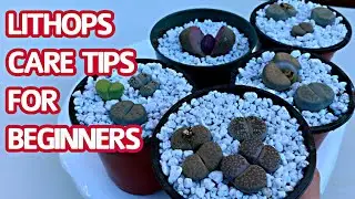 #245 LITHOPS CARE TIPS FOR BEGINNERS | CHĂM SÓC SEN MÔNG KHI MỚI MUA VỀ