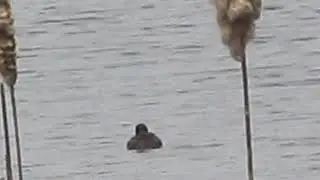 Catching of Quails