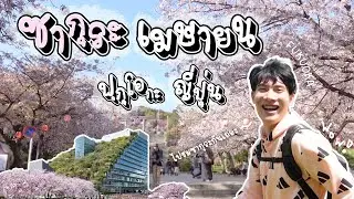 ชมซากุระ Fukuoka Japan Sakura April 2023 | Nishi Park , Maizuru & Ohori Park , Central Park