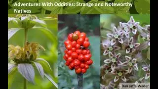 A Walk in the Garden with Dan Jaffe Wilder   Adventures with Oddities
