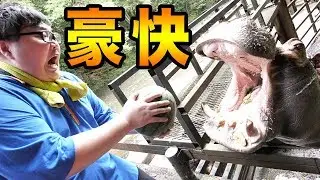 カバにスイカまるごと１個あげたら凄い豪快な食べっぷりだった！