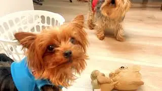Our new water fountain! PETEMPO #waterfountain #petessentials #petcare#yorkie