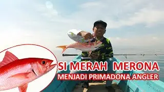 Strike Ikan Merah Merona..!! Babby Ruby Snapper & Sunu Merah