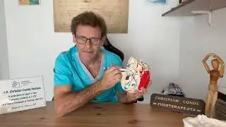 Cursos de fisioterapia: Agujero rasgado posterior o foramen yugular