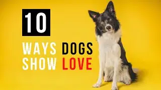 10 Things Dogs Do To Show They Love You
