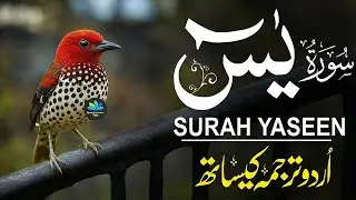 Surah Yaseen With Urdu Translation By Qari Mansoor Ghaznawi I Urdu And Hindi Tarjuma