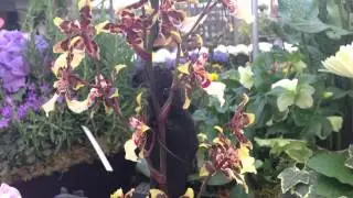 ASMR Relaxing Garden Walk