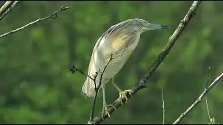 Squacco heron - Ardeola ralloides - Crabier chevelu - Ralreiger / Virelles - Belgium / May 13, 2023
