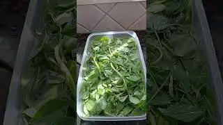 #methiroti #lunch #superhealthy #iron rich #pachainiramae