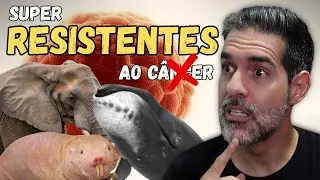 Resistência ao Câncer: O que elefantes, baleias e ratos podem nos ensinar