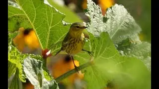 A Special Visitor to the Backyard Habitat | Migrating Cape May Warbler