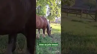 #beautiful #horse #france  #automobile #airport #life #africa #usa #zoo #animals #love #sweet #avion