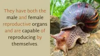 15 Interesting Things You Should Know About Giant African Land Snail