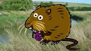 Water vole