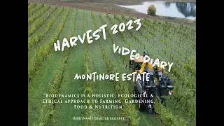 Can Wine Save the Planet Harvest Diary 2023 Montinore Estate
