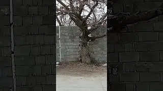 Here in Kurdistan, the city of Baneh,   the beautiful and friendly nature of my fellow citizens.