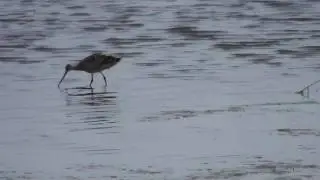 Marbled Godwit (Scolopacidae: Limosa fedoa) Wading