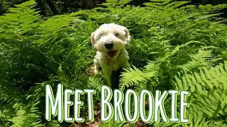 Meet Brookie