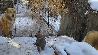 месячные щенки Казакы ит Тобет.