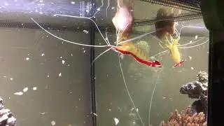 Red Cleaner Shrimp eats from my fingers-Feeding-Marine-Shrimp-read more in description