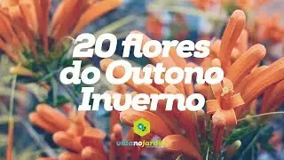 20 flores do Outono/Inverno