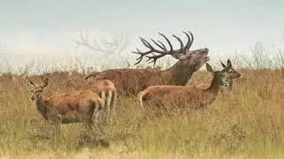 Bronstijd herten - Red Deer Belling.